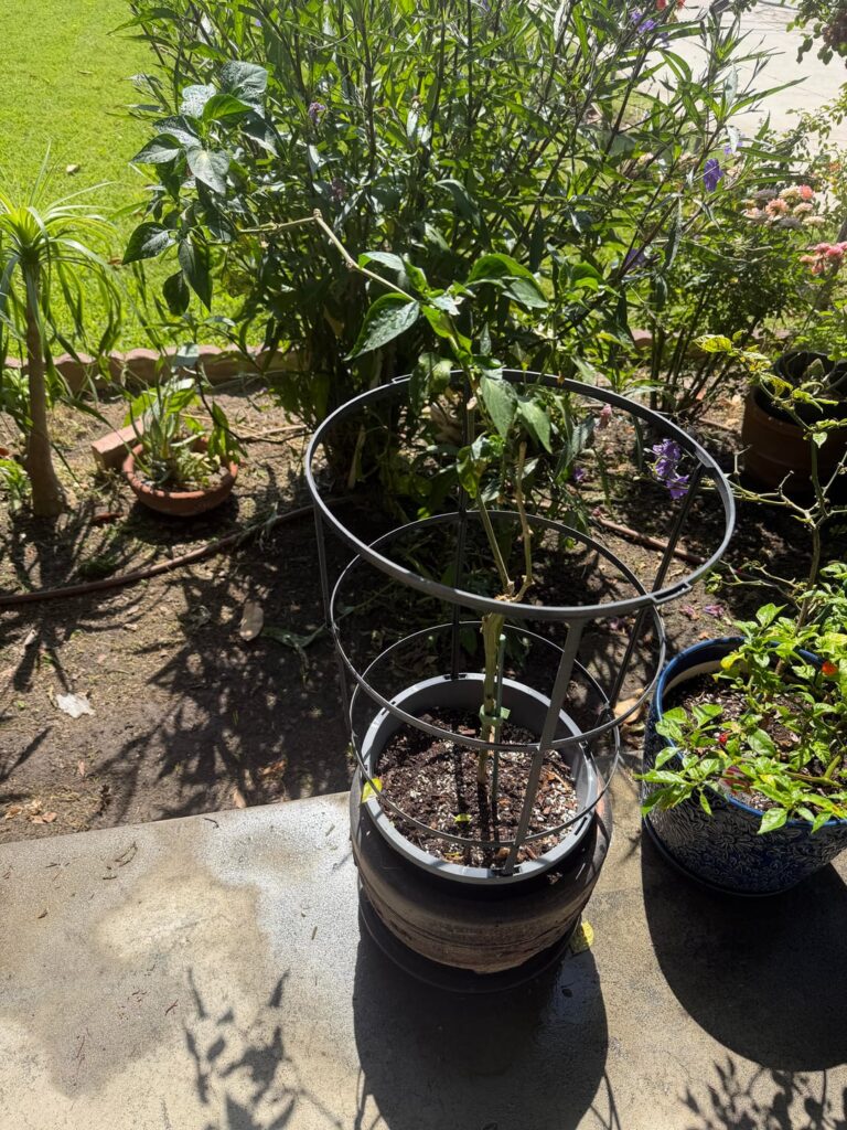 Can we revive this pepper plant?