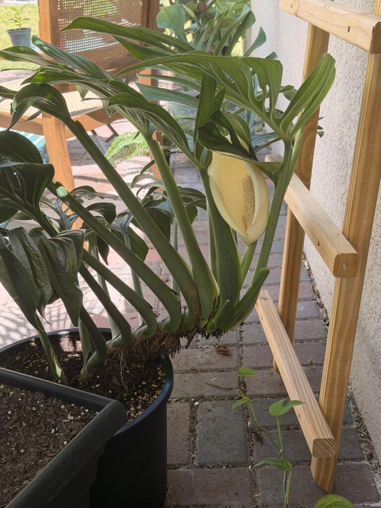 She’s blooming