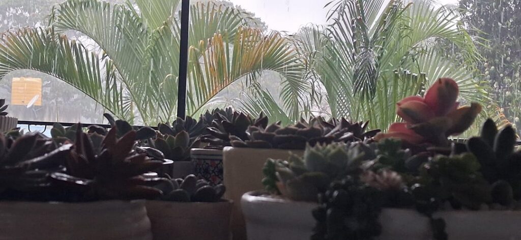 Growth light help