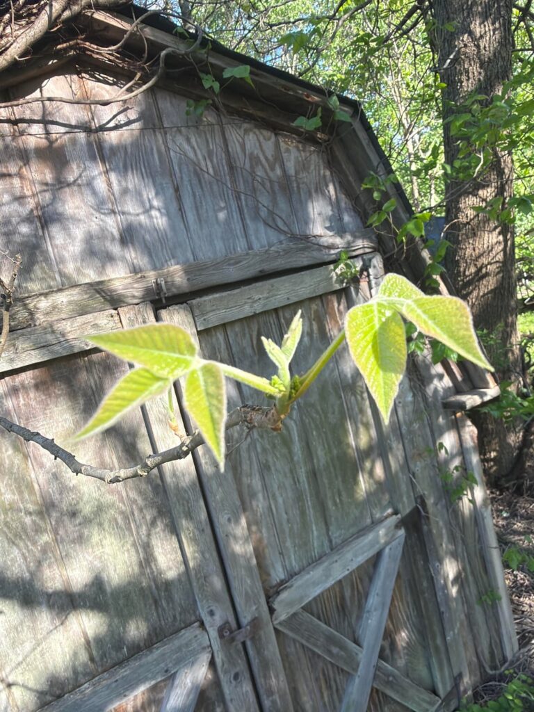 All the apps are saying this is poison ivy - is it actually?