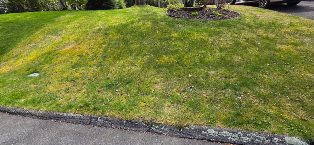 What to do with these front yard hills… What to do with these front yard hills...