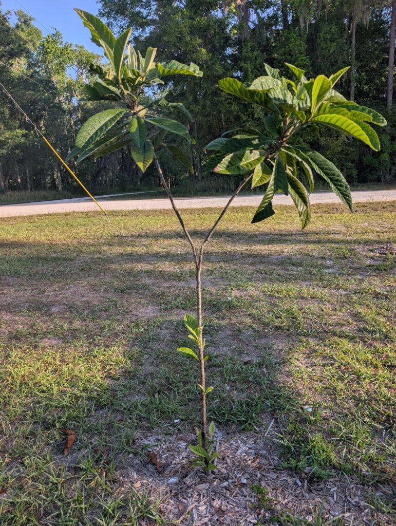 Is my tree ever going to financially recover from this?