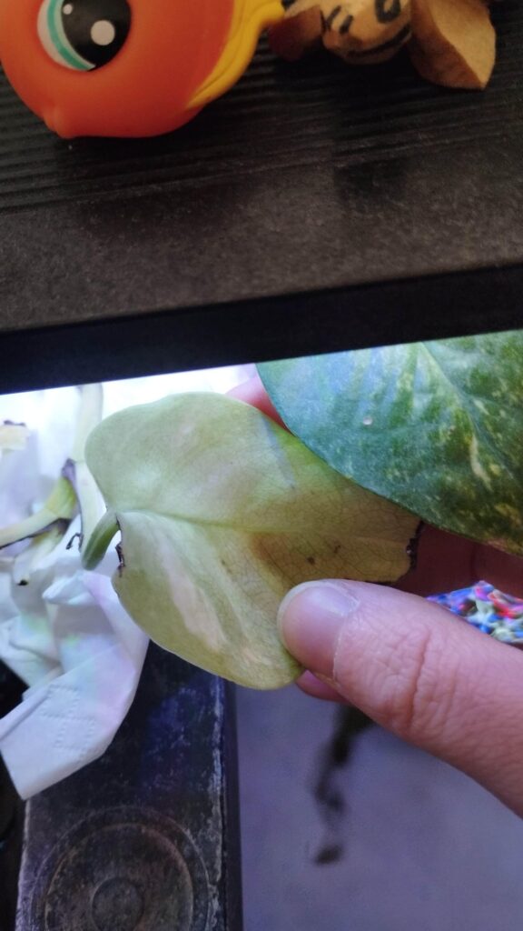 My golden pothos is growing a section that is entirely white/very light green