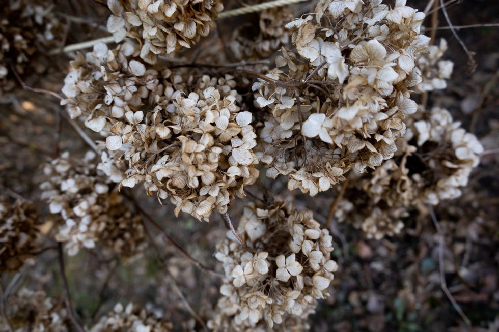 burst of dried hydrangea blossoms add interest to spring landscape what to prune in march and april hydrangeas
