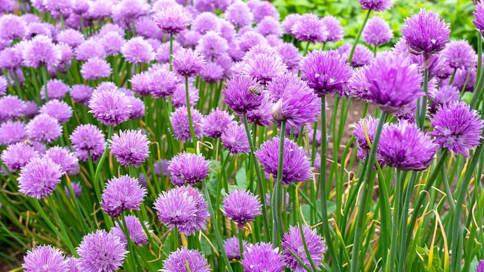Chives, scientific name Allium schoenoprasum