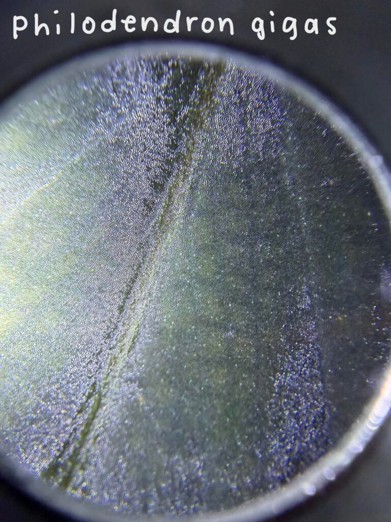 Some aroids at 40x magnification 🖤