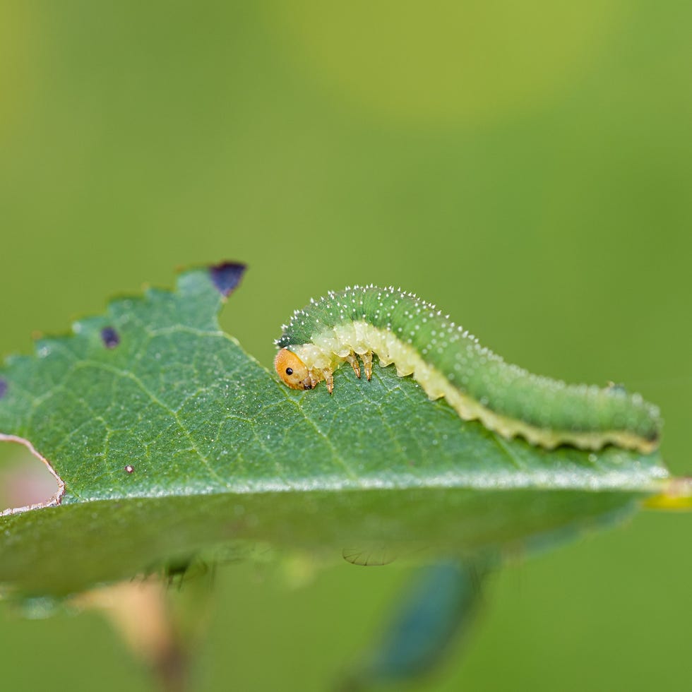 green caterpillar with orange head. larva of the sawfly (allantus) green caterpillar with orange head. larva of the sawfly (allantus)