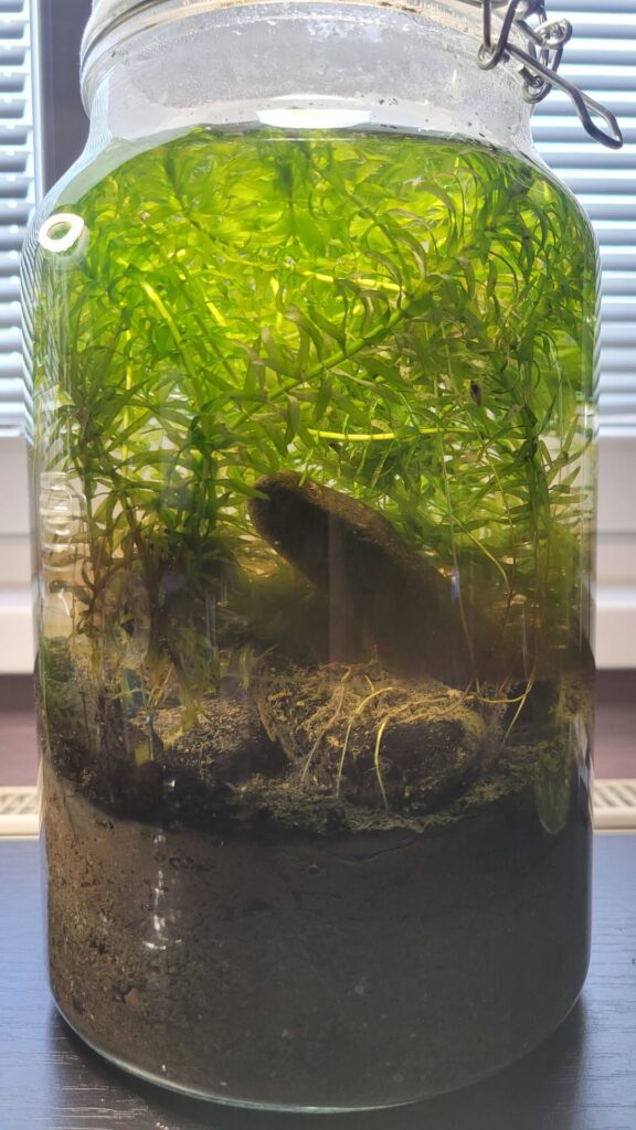 UPDATE TWO WEEKS - PLANT IS TAKING OVER