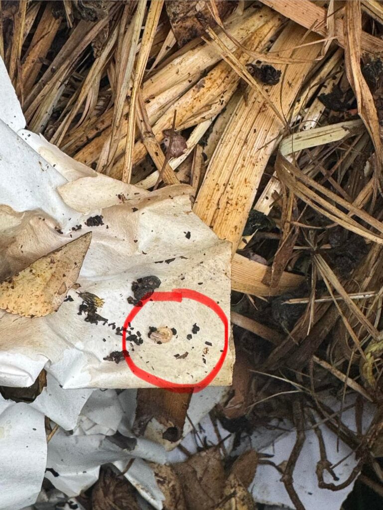 Worms?