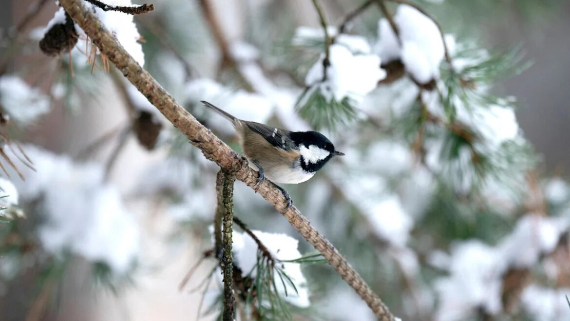 Coal tits show biggest rise in Scotland’s garden birdwatch Yahoo news home