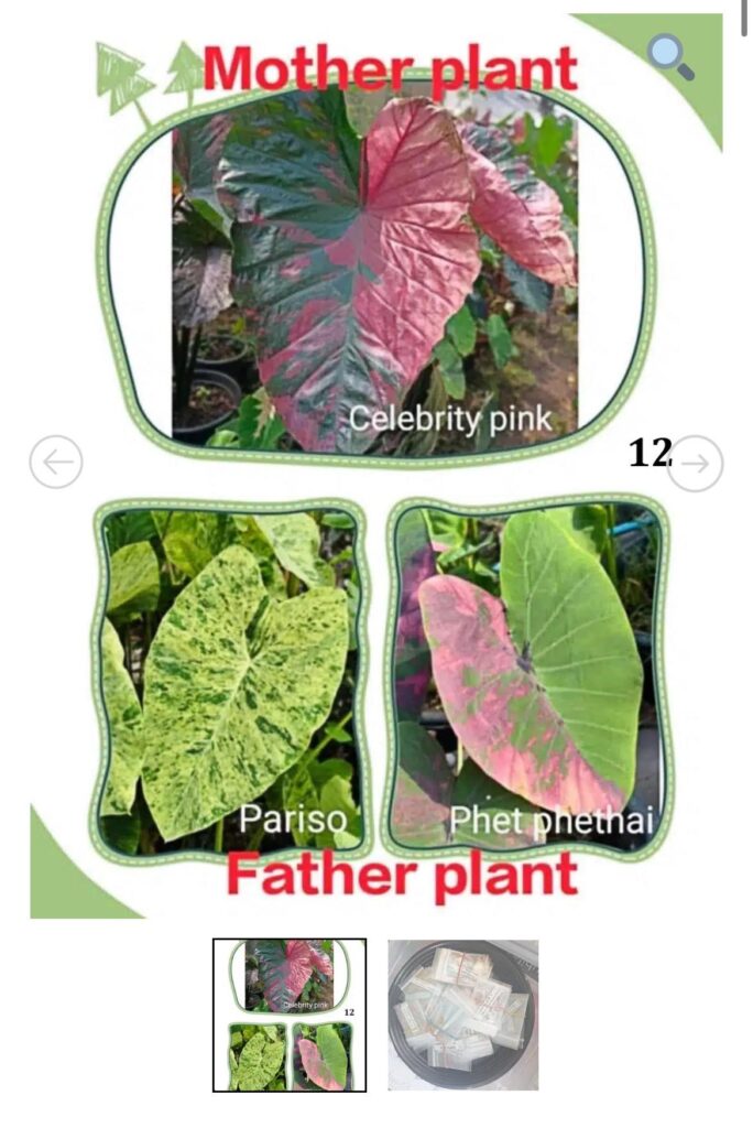 Colocasia Seeds Colocasia Seeds