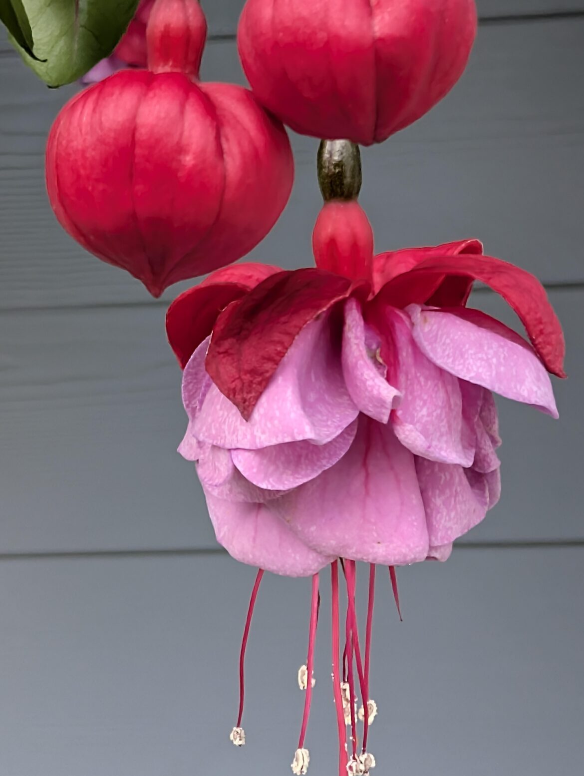 Fuchsia (OC)