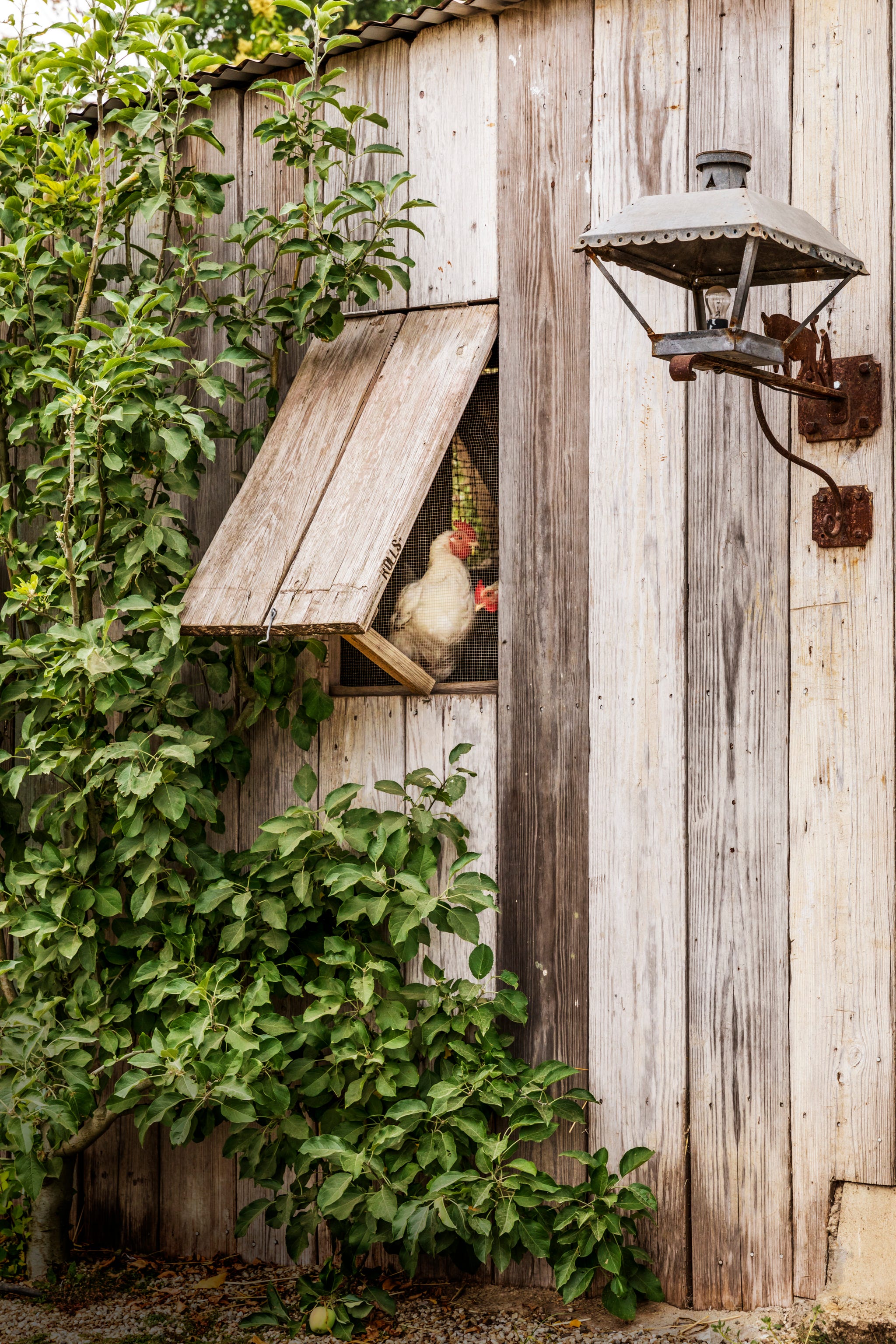 Chicken peering out from a window in a wooden shed, surrounded by greenery.