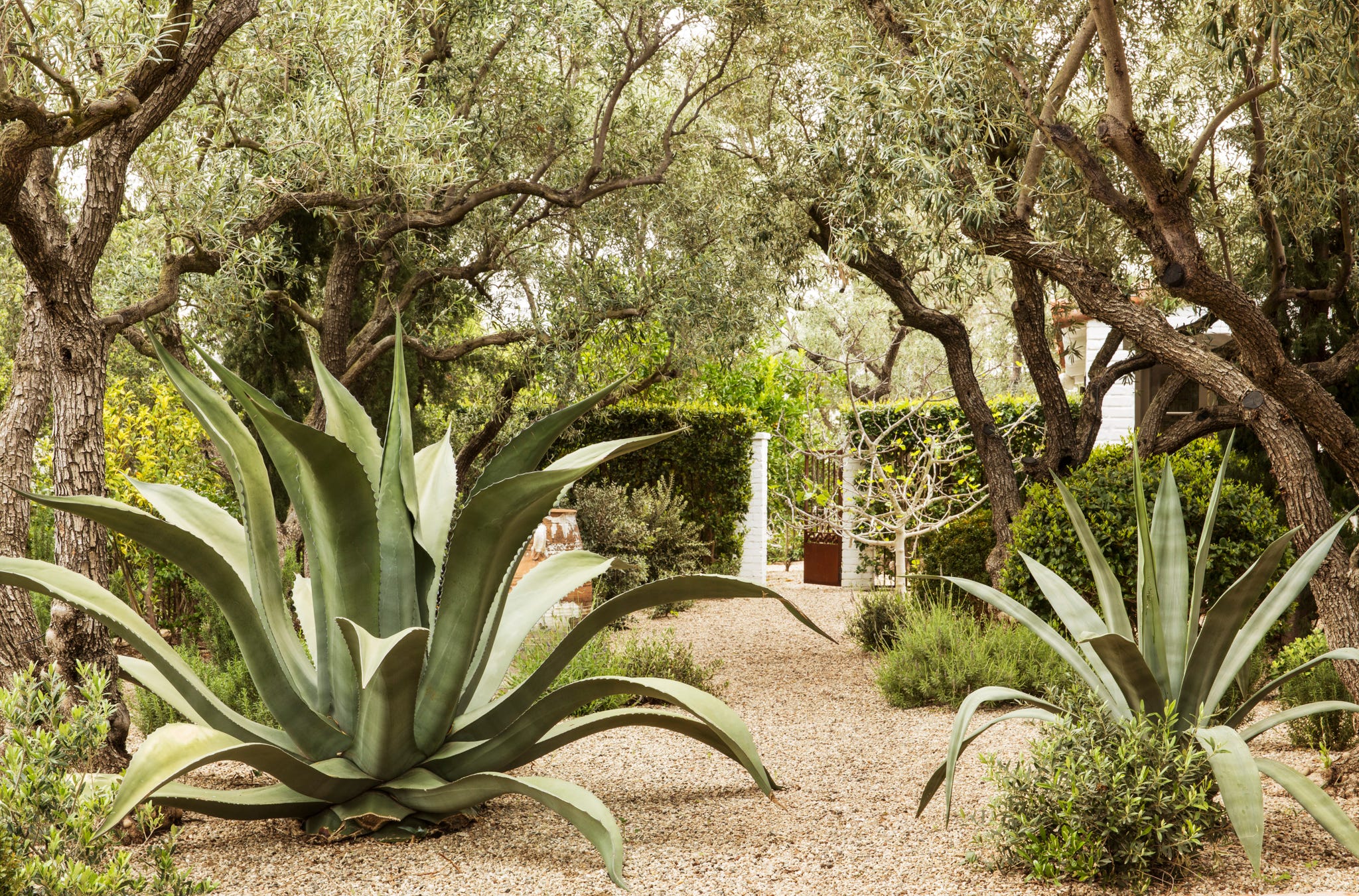 home of glasscock's in ventura ca, gardens design by scott shrader with 65 year old reclaimed olive trees, agave, cyprus oak, pine trees,calicoa, madagascar gardenia, french lavender, ficus rubiginosa, stephanotis, and double white detura