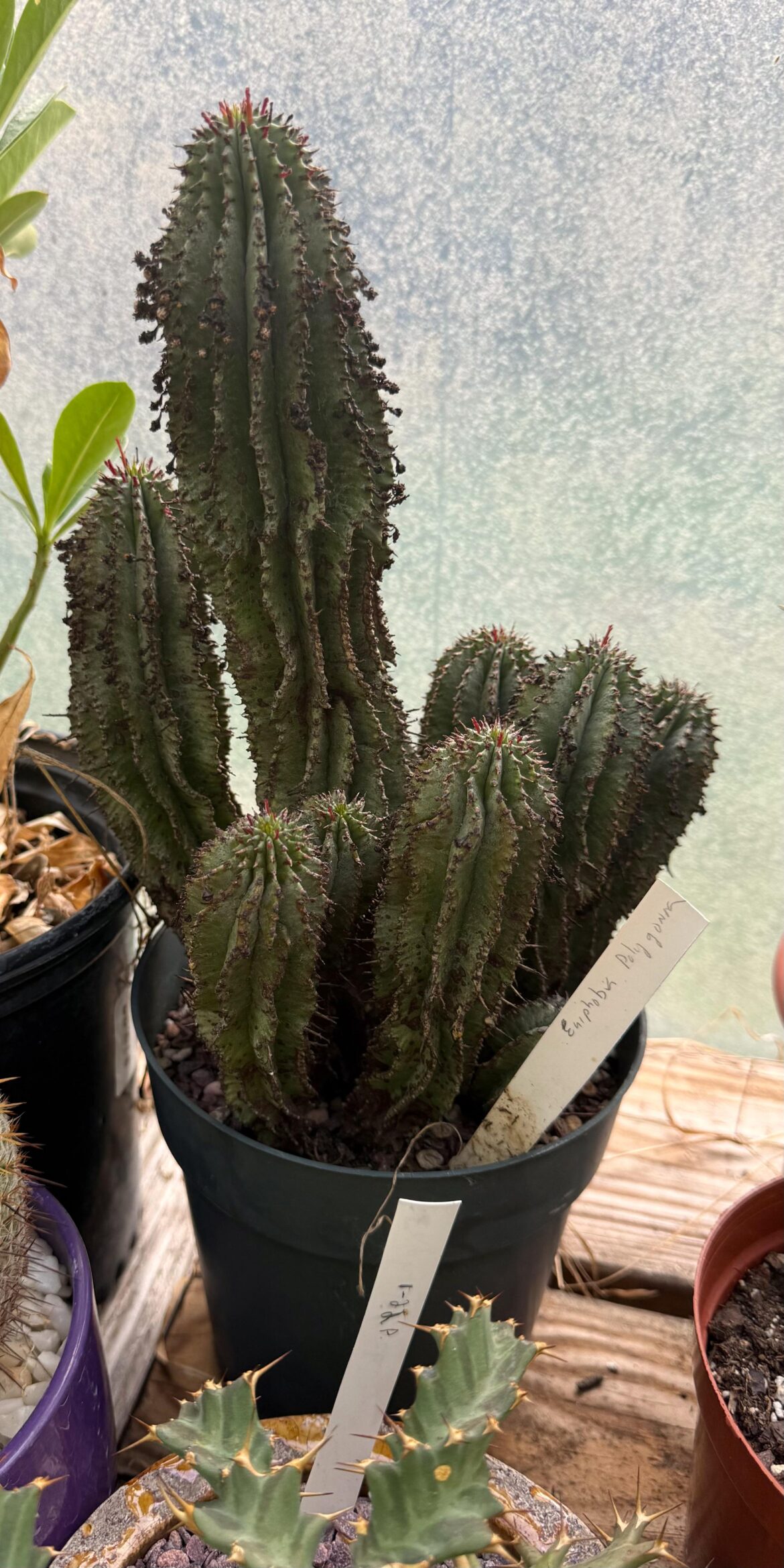 Euphorbia polygona