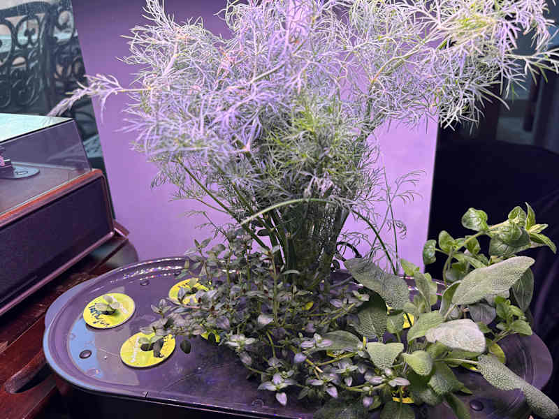 Various herbs growing in Aerogarden.