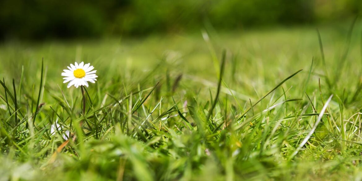 When to Mow Your Lawn in Spring—3 Signs It’s Ready When to Mow Your Lawn in Spring—3 Signs It’s Ready