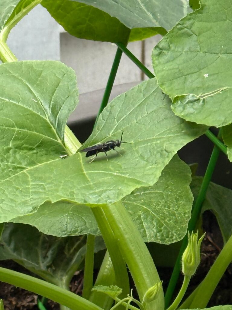 Who are these guys/gals and will they eat aphids