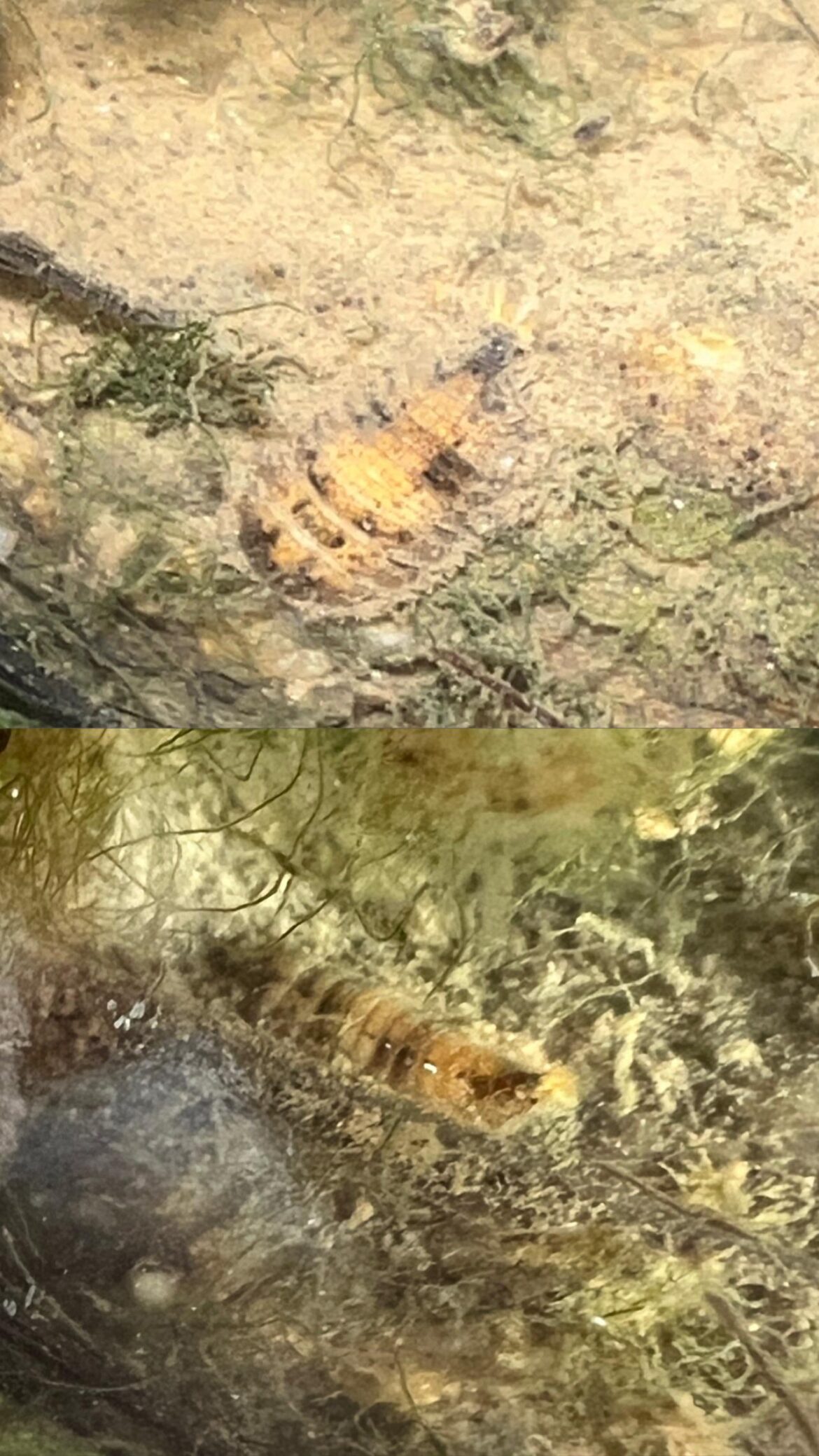 Update: mysterious critter has grown!