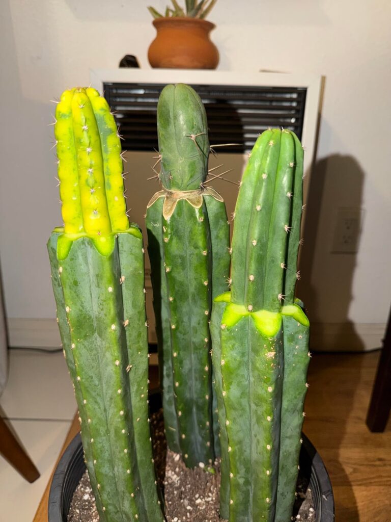 Excited for these