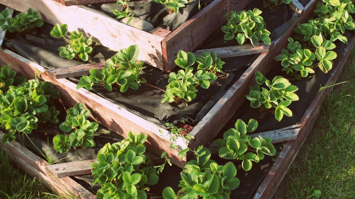 Strawberries in raised garden bed.