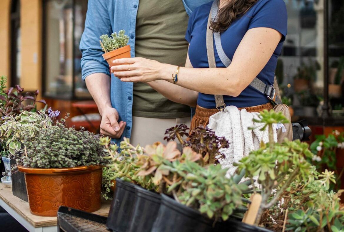5 Warning Signs a Discounted Plant Isn’t Worth Bringing Home 5 Warning Signs a Discounted Plant Isn’t Worth Bringing Home