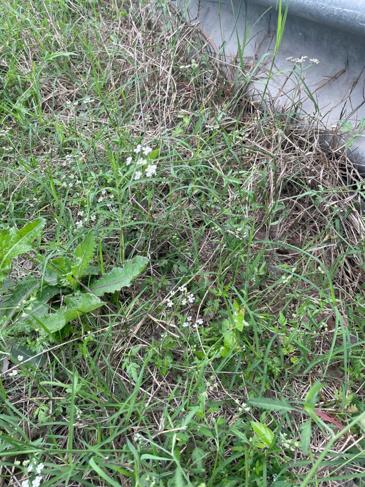 PSA: if you see these little white flowers, go pull them NOW