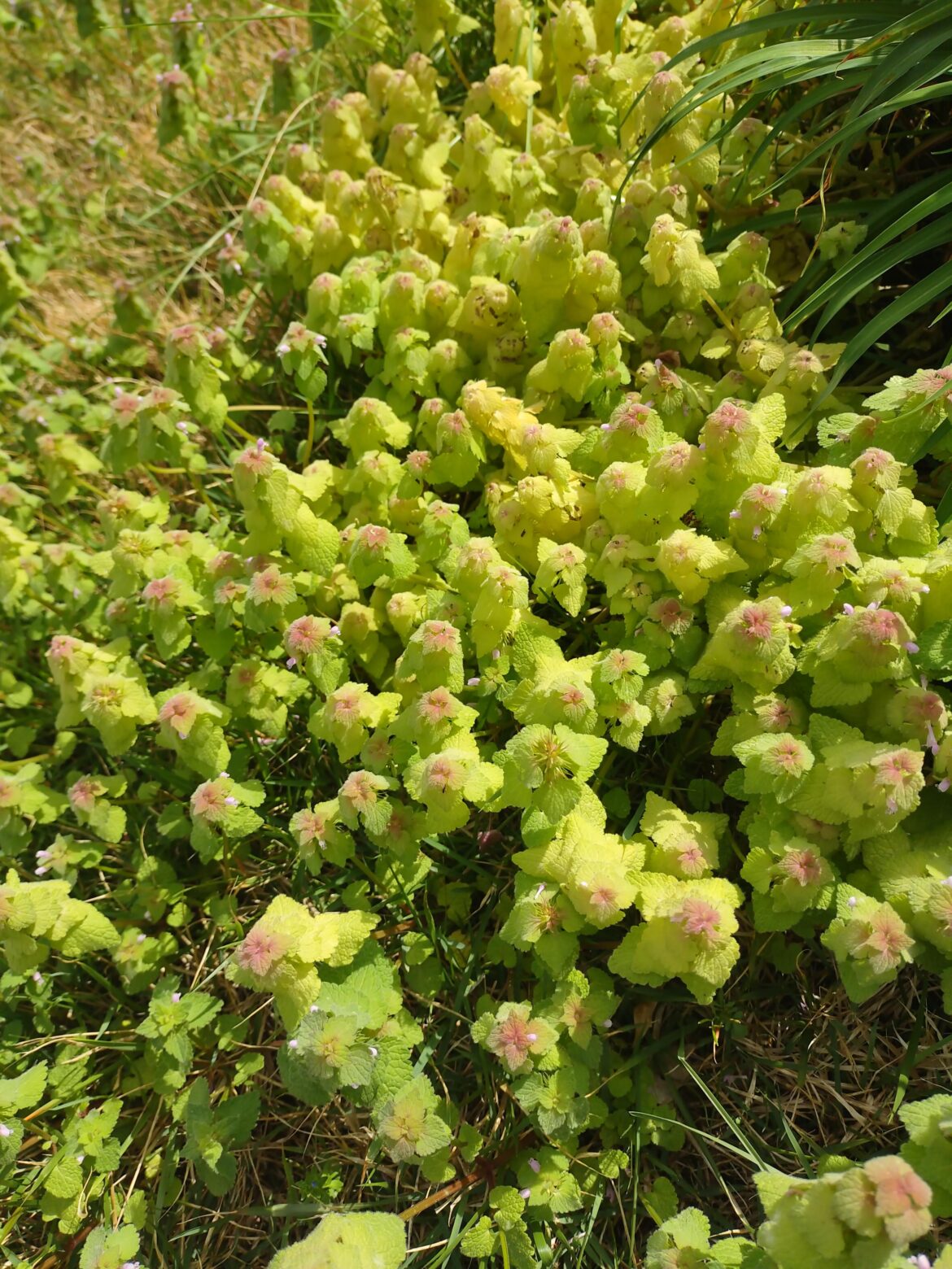 What is this very propogant plant?