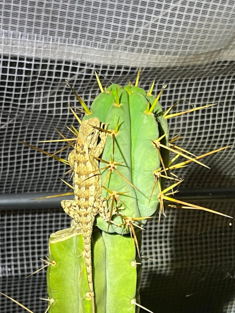 My new cactus π΅ pet π My new cactus π΅ pet π