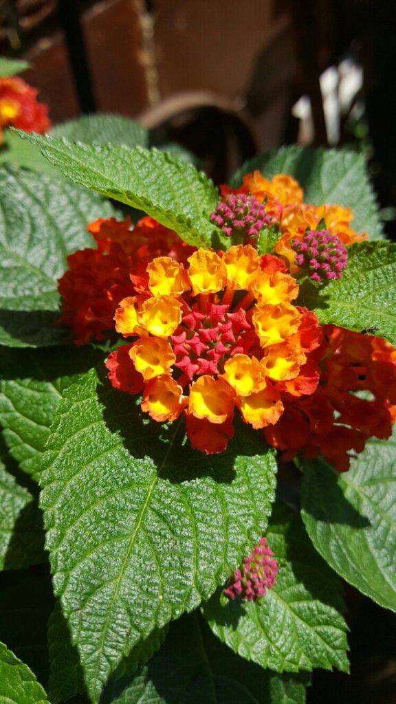 Lantana so lovely