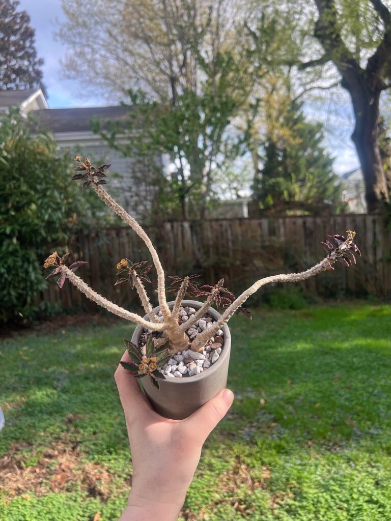 Euphorbia capsaintemariensis- mucked up. 1 step forward, 4 steps back… Euphorbia capsaintemariensis- mucked up. 1 step forward, 4 steps back...