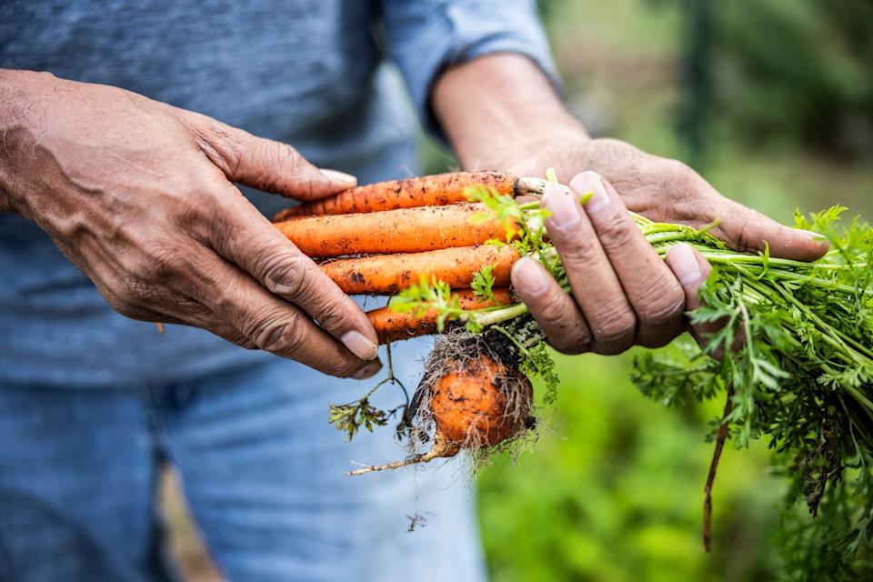 vegetables to plant in april carrots