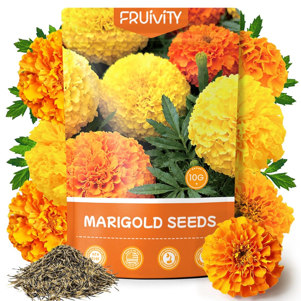 Petite French Marigold Seeds