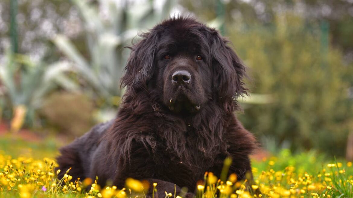 Helpful Newfoundland Helps Grandma With Her Gardening in the Most Adorable Way Possible Yahoo lifestyle home