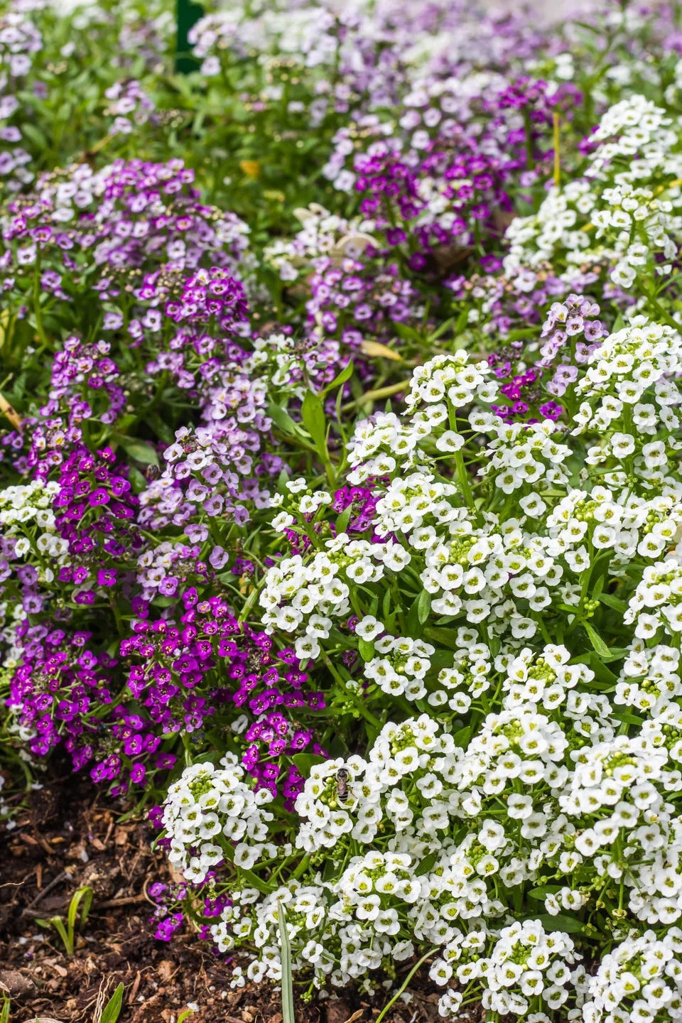 self seeding flowers sweet alyssum flowers