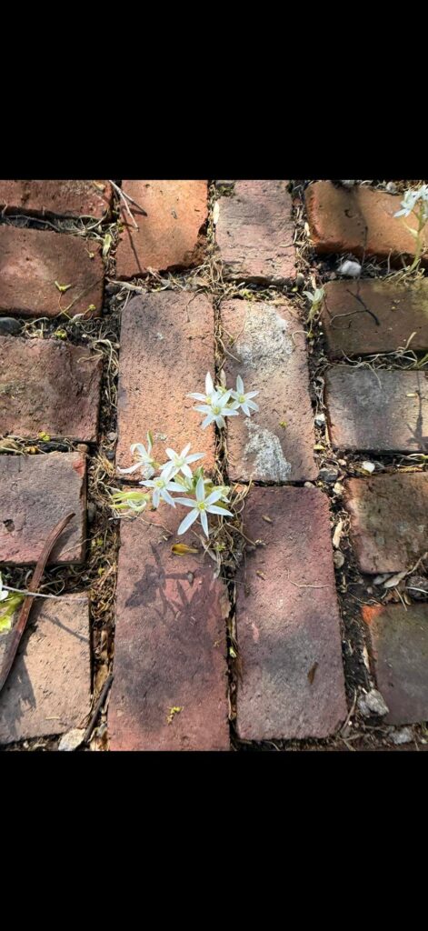 This is growing all over my yard (Indiana) - I cannot find it on Google or my flower book - does anybody know what this is?