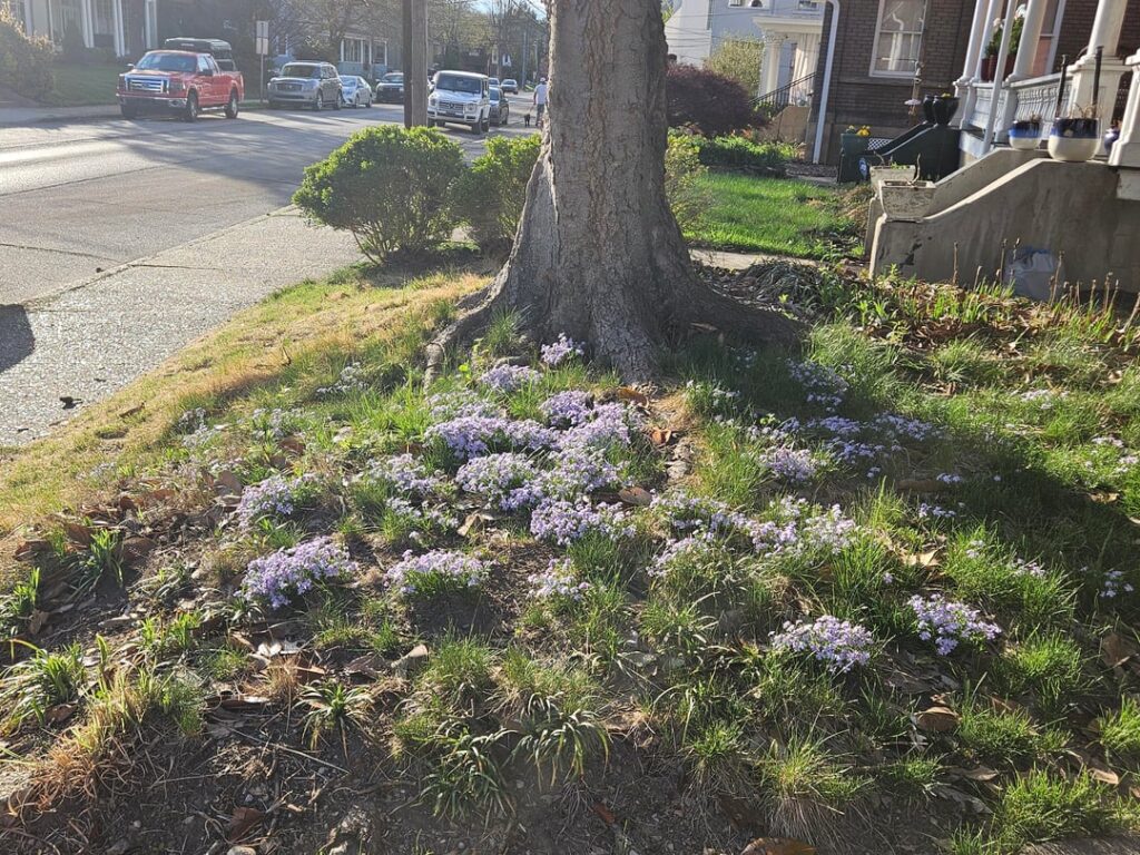 My creeping phlox
