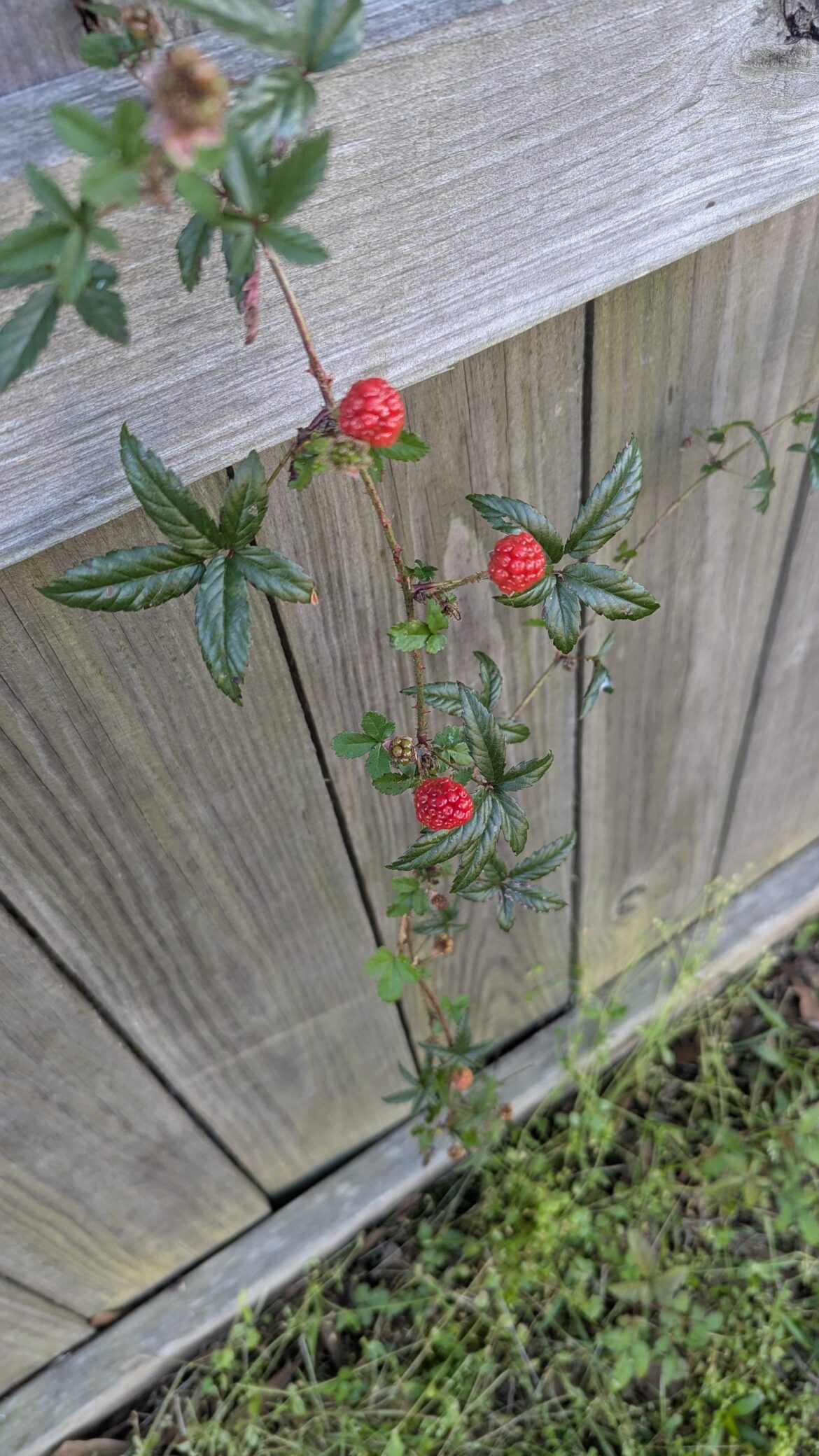 What kind of berry is this (south Mississippi)