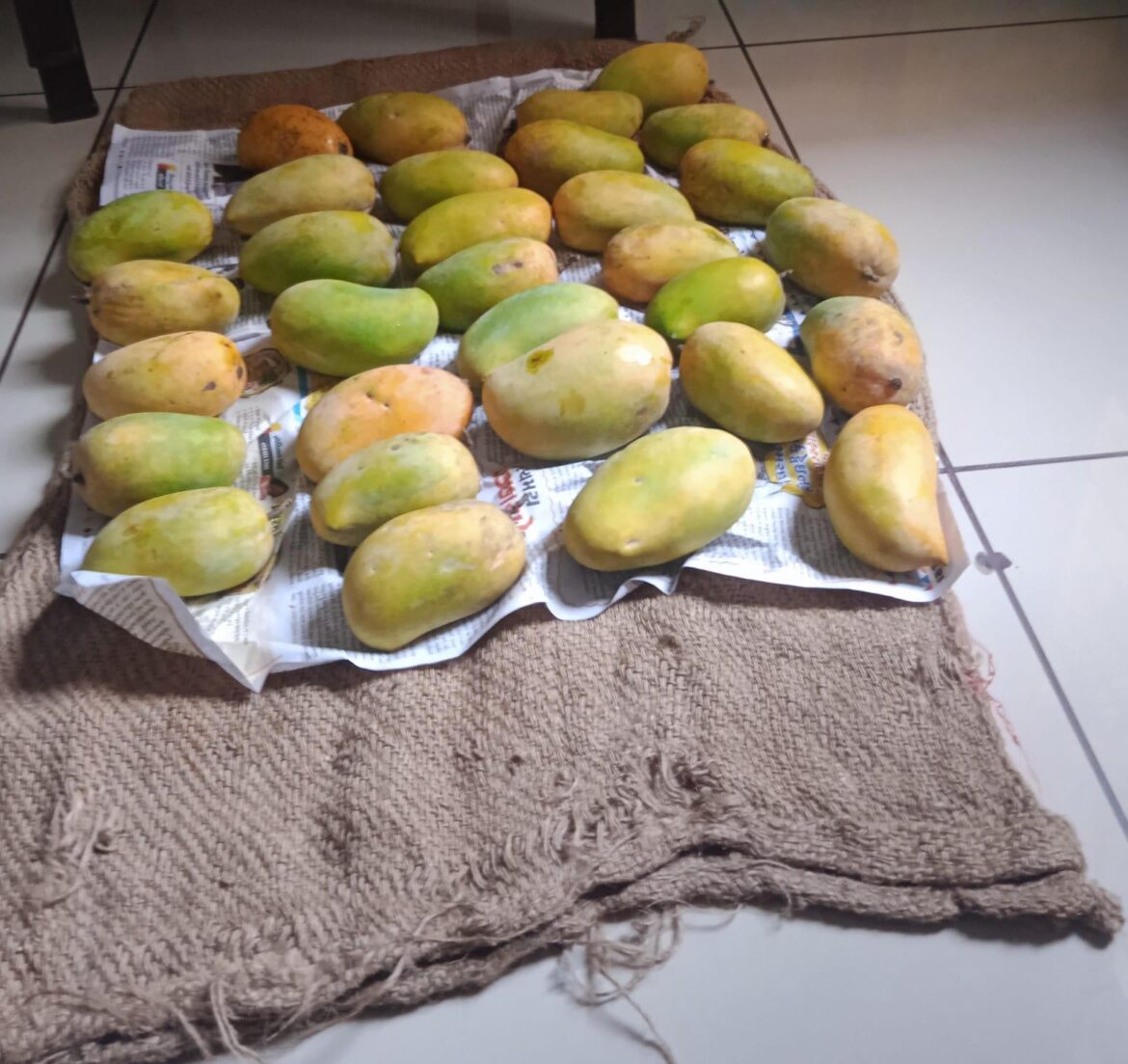 Season's First Mangoes From farm to family ☺️