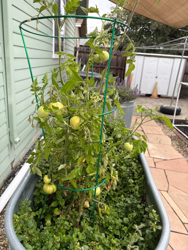 Can anyone identify what type of tomato this might be?