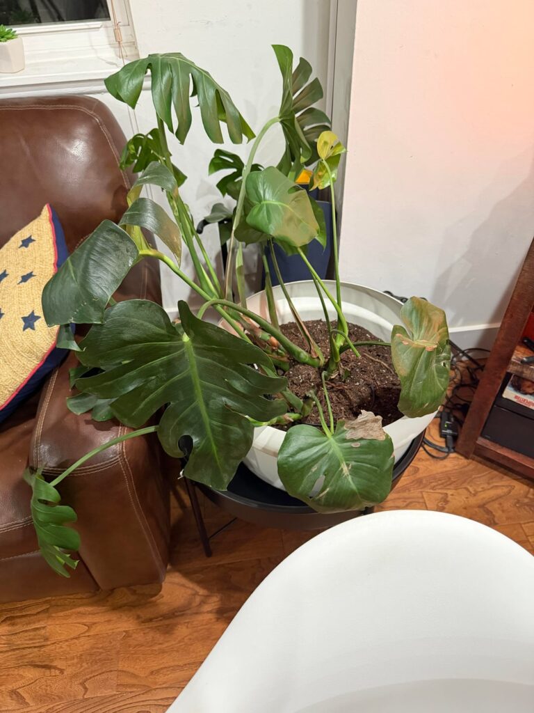Help! Trouble with Mostera