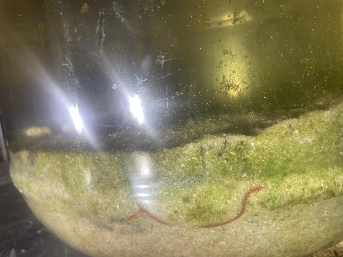 The medusae are gone but my seacosphere still has some cool stuff like this large polychaete worm