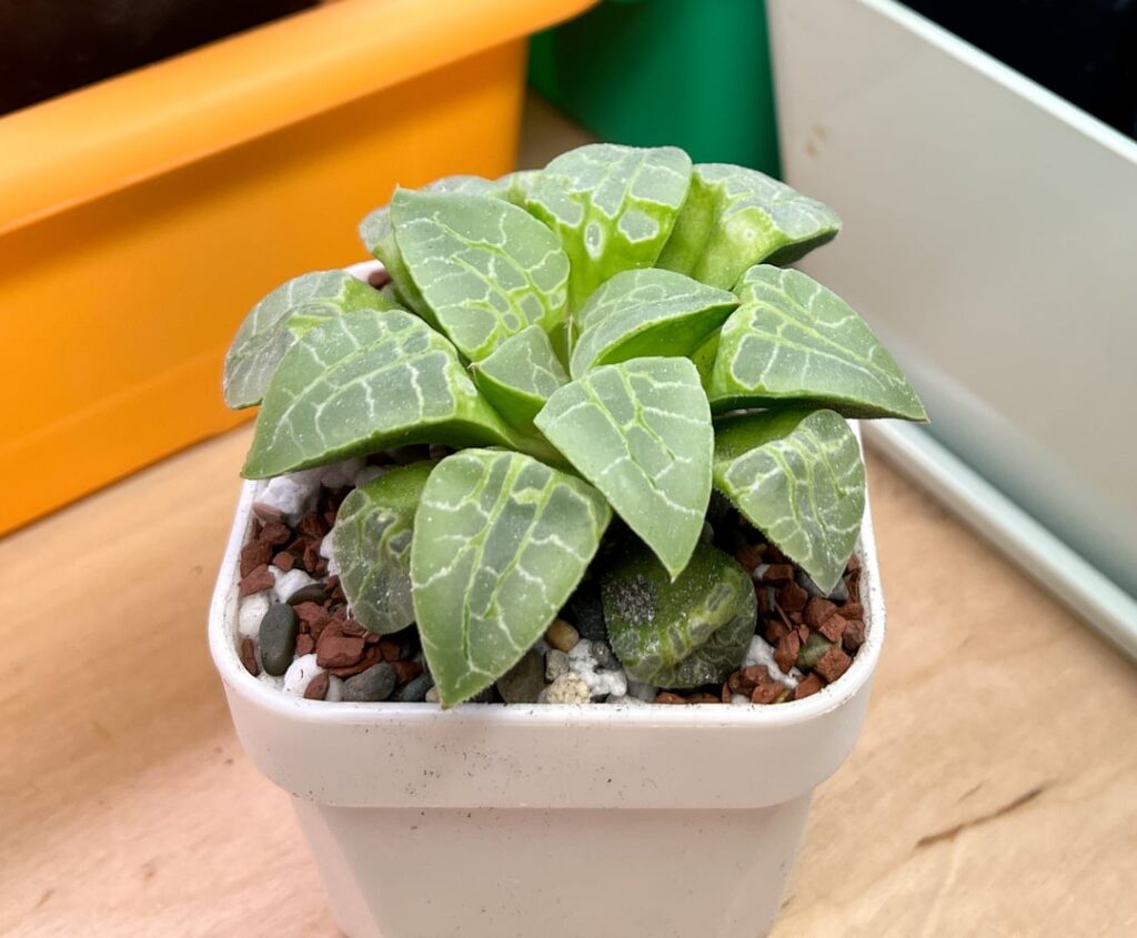 'Circle of Life' (tissue cultured), one of many repots this season