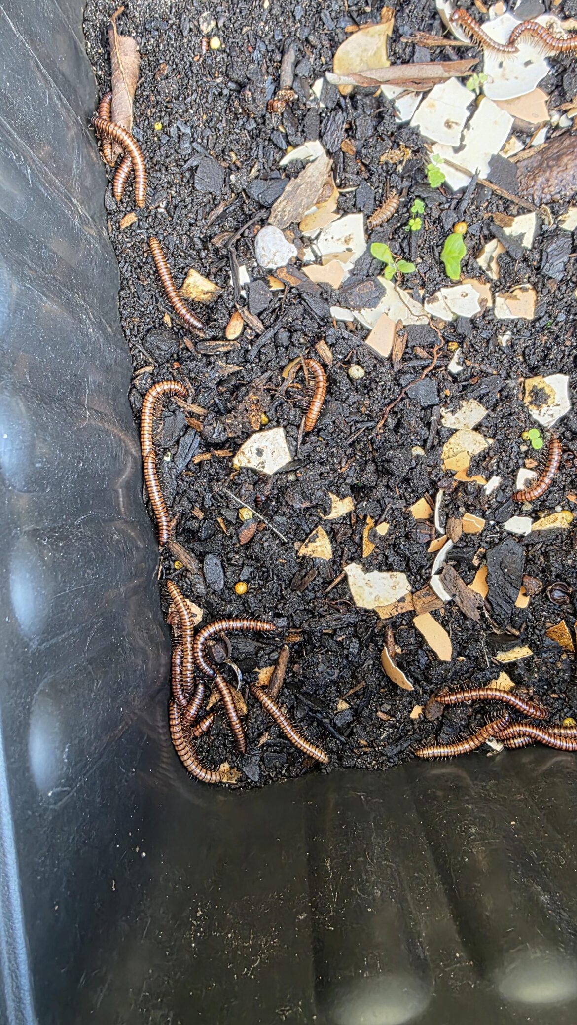Are these portuguese millipedes or native? Are these portuguese millipedes or native?