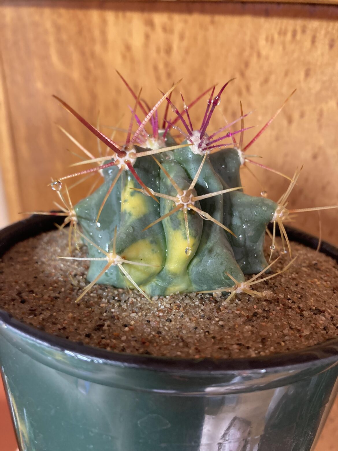 Love the variegation