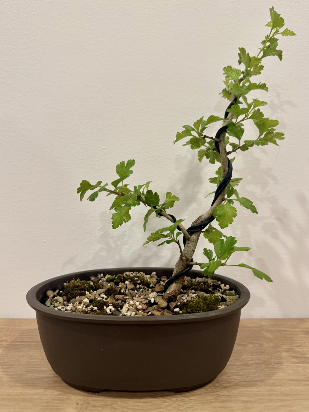 Yamadori Hawthorn Yamadori Hawthorn