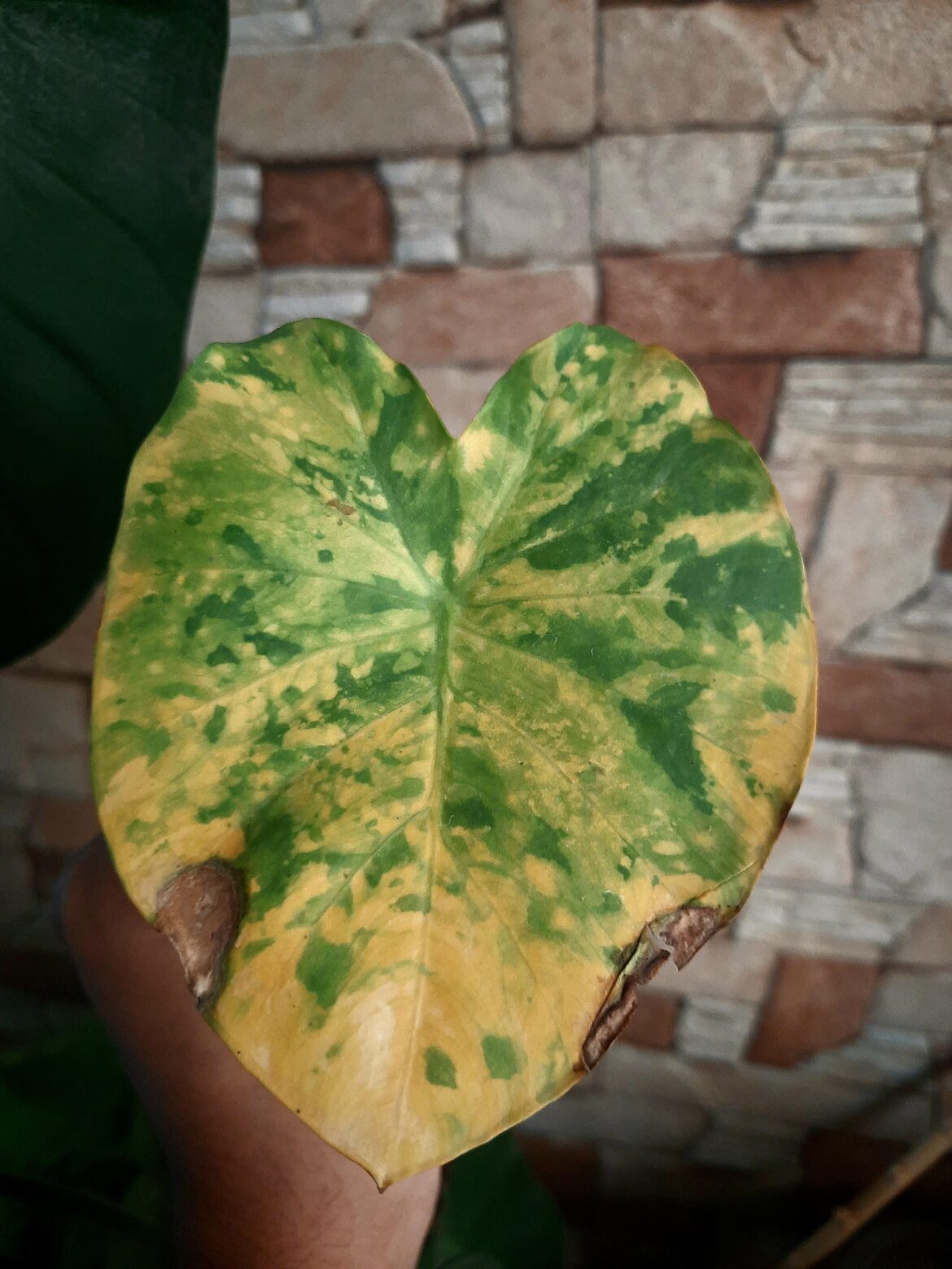 Rare tricolor aurea vaginated giant colocasia !!!!