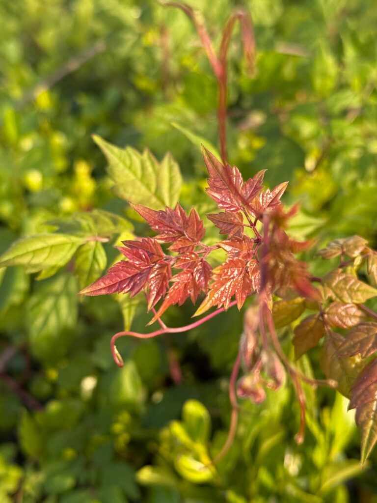 Is this poison ivy?