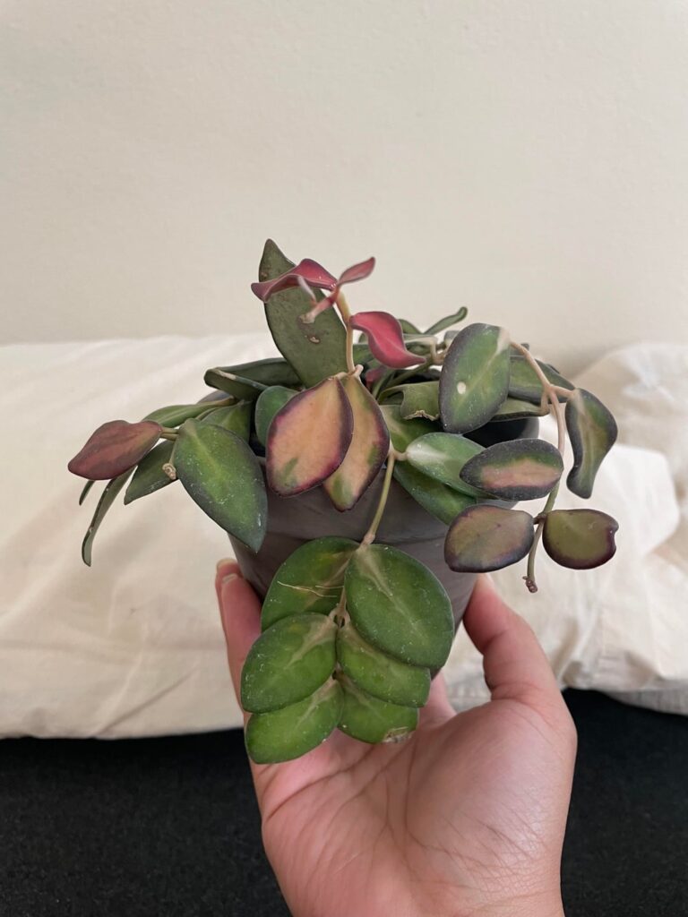 My burtoniae got droopy! My burtoniae got droopy!