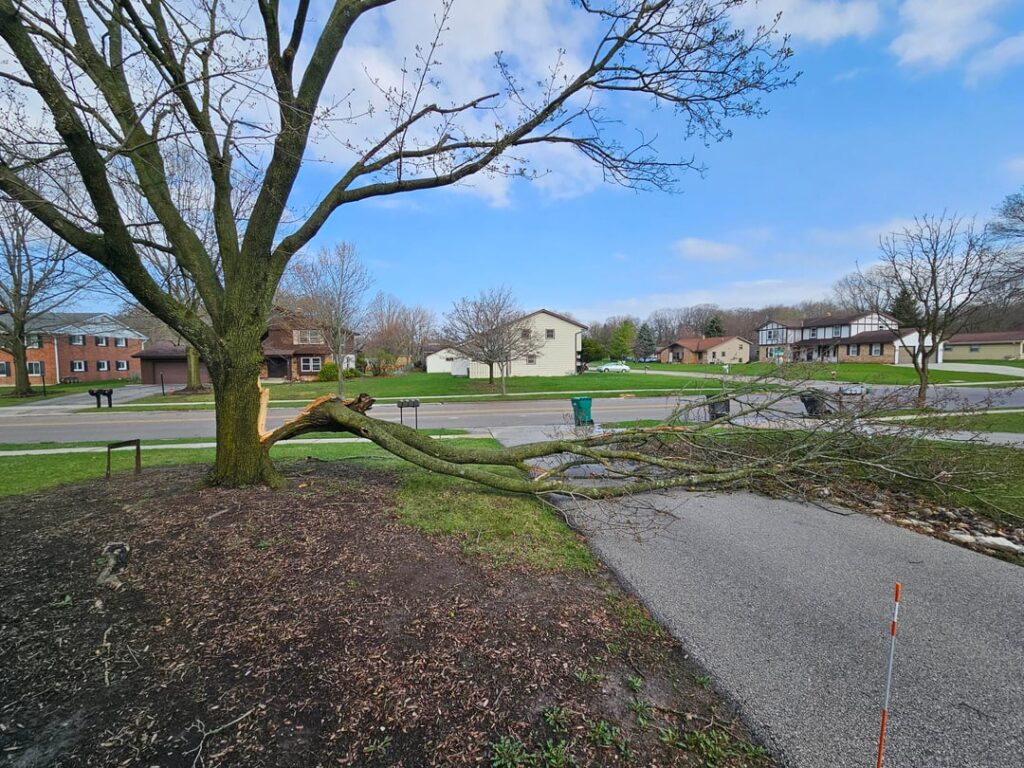 Tree was severely damaged in a storm. The landlord chopped off everything (pic 4) It's not my tree, but that seemed unnecessary...